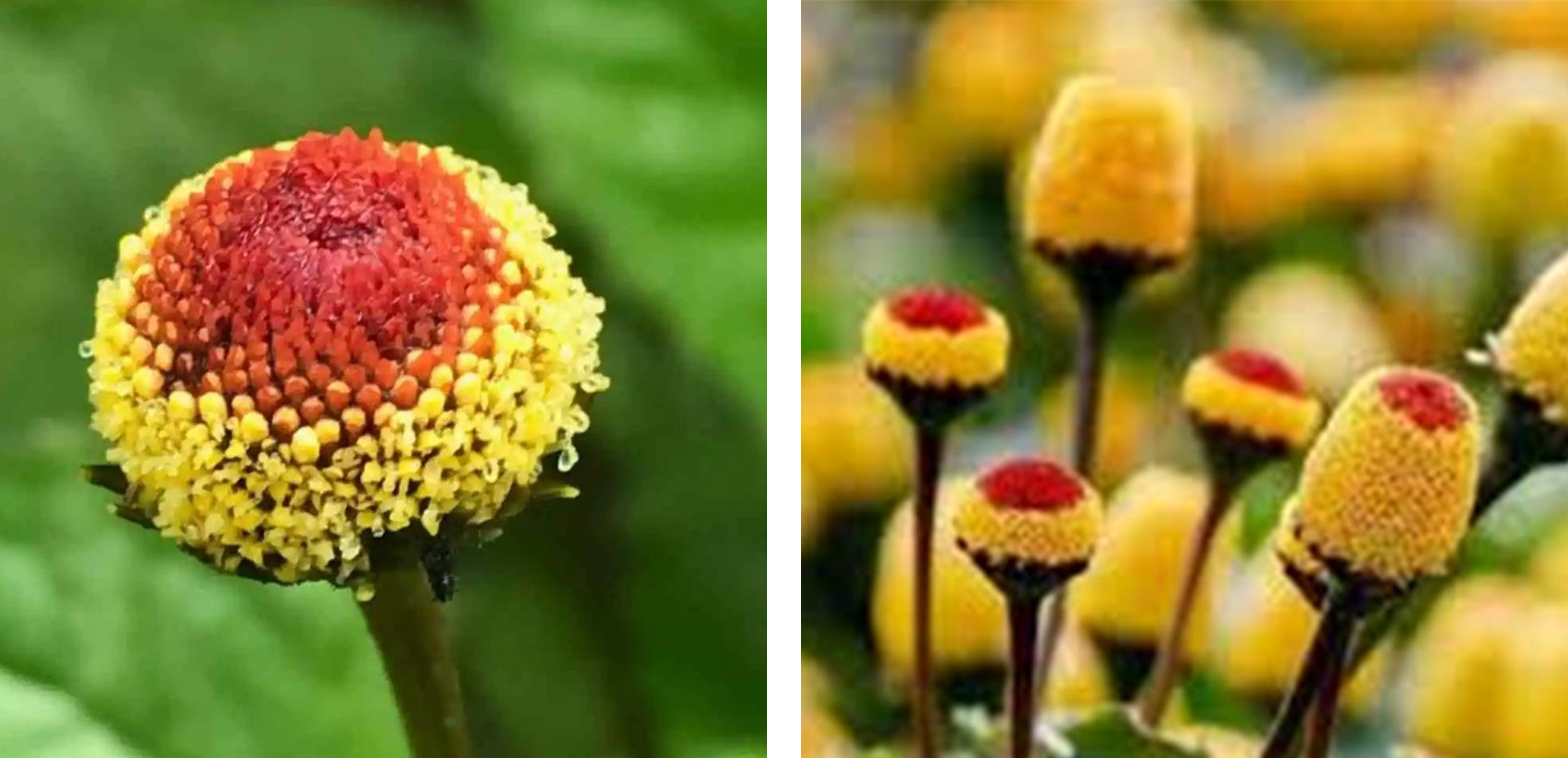 acmella oleracea